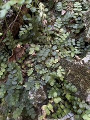 Asplenium dentatum