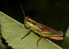 Leiotettix pulcher