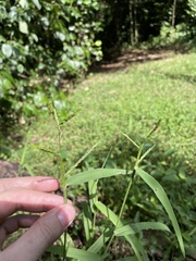 Urochloa mutica