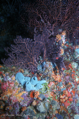 Iciligorgia schrammi