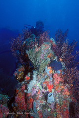 Iciligorgia schrammi