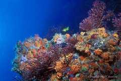 Iciligorgia schrammi