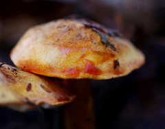 Tricholoma aurantium