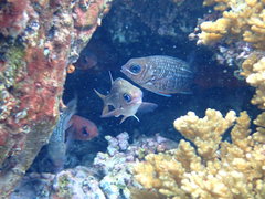 Neoniphon suborbitalis