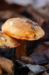 Tricholoma aurantium