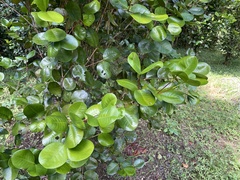 Calyptranthes estremerae