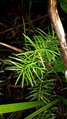 Halocarpus kirkii