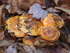Tricholoma aurantium