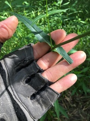 Physostegia intermedia