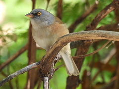 Junco bairdi