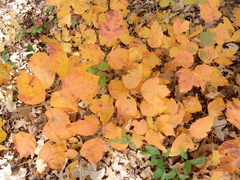 Toxicodendron radicans negundo