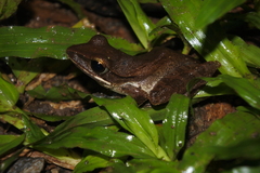 Polypedates leucomystax