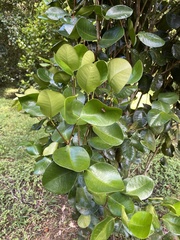 Calyptranthes estremerae