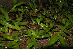 Polypedates leucomystax