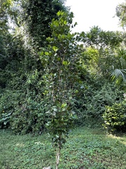 Calyptranthes estremerae