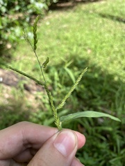 Urochloa mutica
