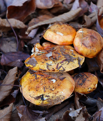 Tricholoma aurantium