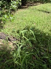 Urochloa mutica