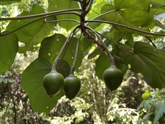 Thespesia grandiflora