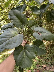 Thespesia grandiflora