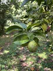 Citrus × taitensis