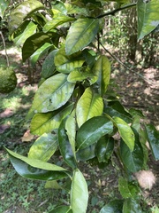 Citrus × taitensis