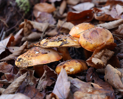 Tricholoma aurantium