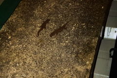 Hemidactylus frenatus