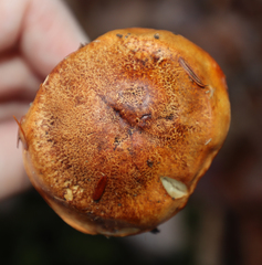 Tricholoma aurantium