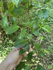 Pisonia aculeata