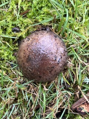 Cortinarius glaucocephalus