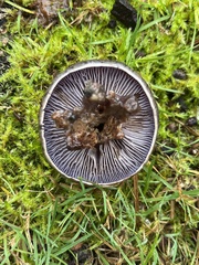 Cortinarius glaucocephalus