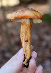Tricholoma aurantium