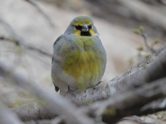 Melanodera xanthogramma