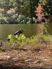 Ardea herodias