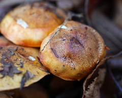 Tricholoma aurantium