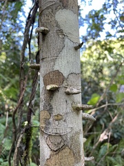 Zanthoxylum martinicense