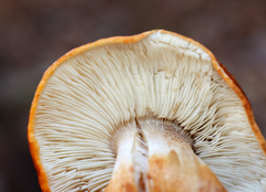 Tricholoma aurantium