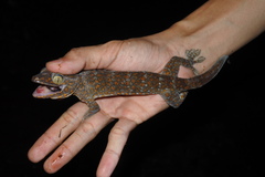 Gekko gecko