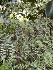 Pteridium caudatum