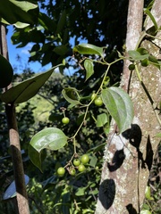 Smilax domingensis