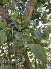 Smilax domingensis