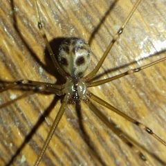 Hoplopholcus forskali