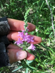 Physostegia intermedia