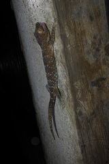 Gekko gecko