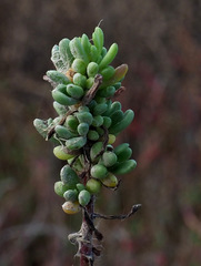 Limbarda crithmoides