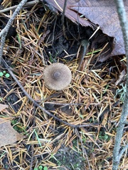Inocybe fuscodisca