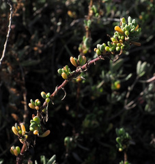 Limbarda crithmoides