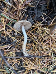 Inocybe fuscodisca