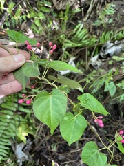 Ipomoea repanda